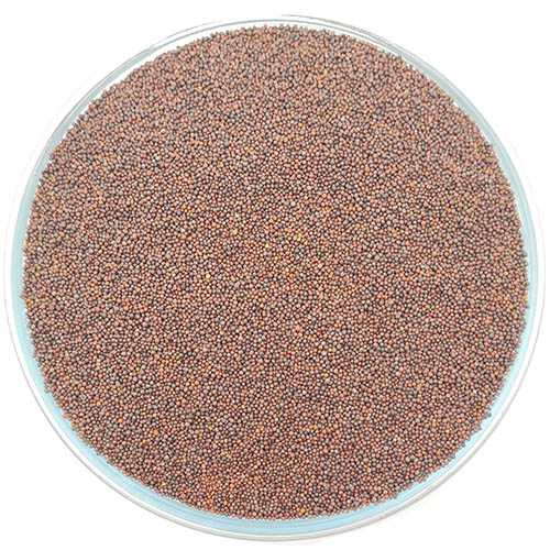 Mustard Seed Small சிறியகடுகு